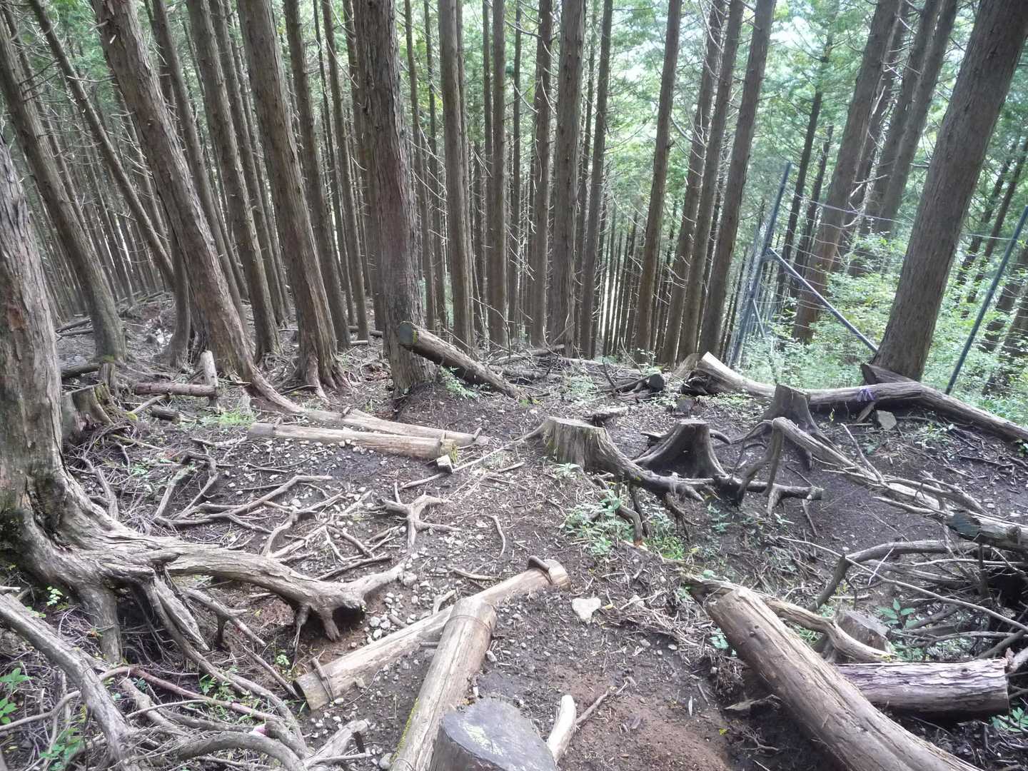 ルートははっきりしていますが、やや荒れ気味です。方向を誤らないよう注意を。