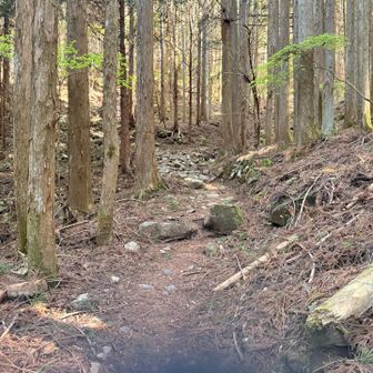 最初の登山道は比較的なだらかで整備が行き届いていました