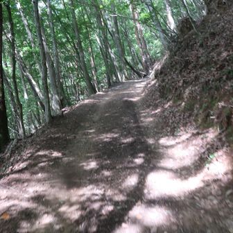 眺望のない中、ひたすら登ります