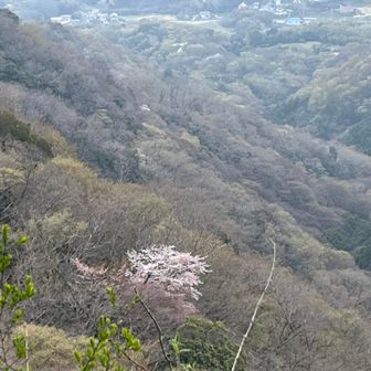 山の中のポツンと一本桜