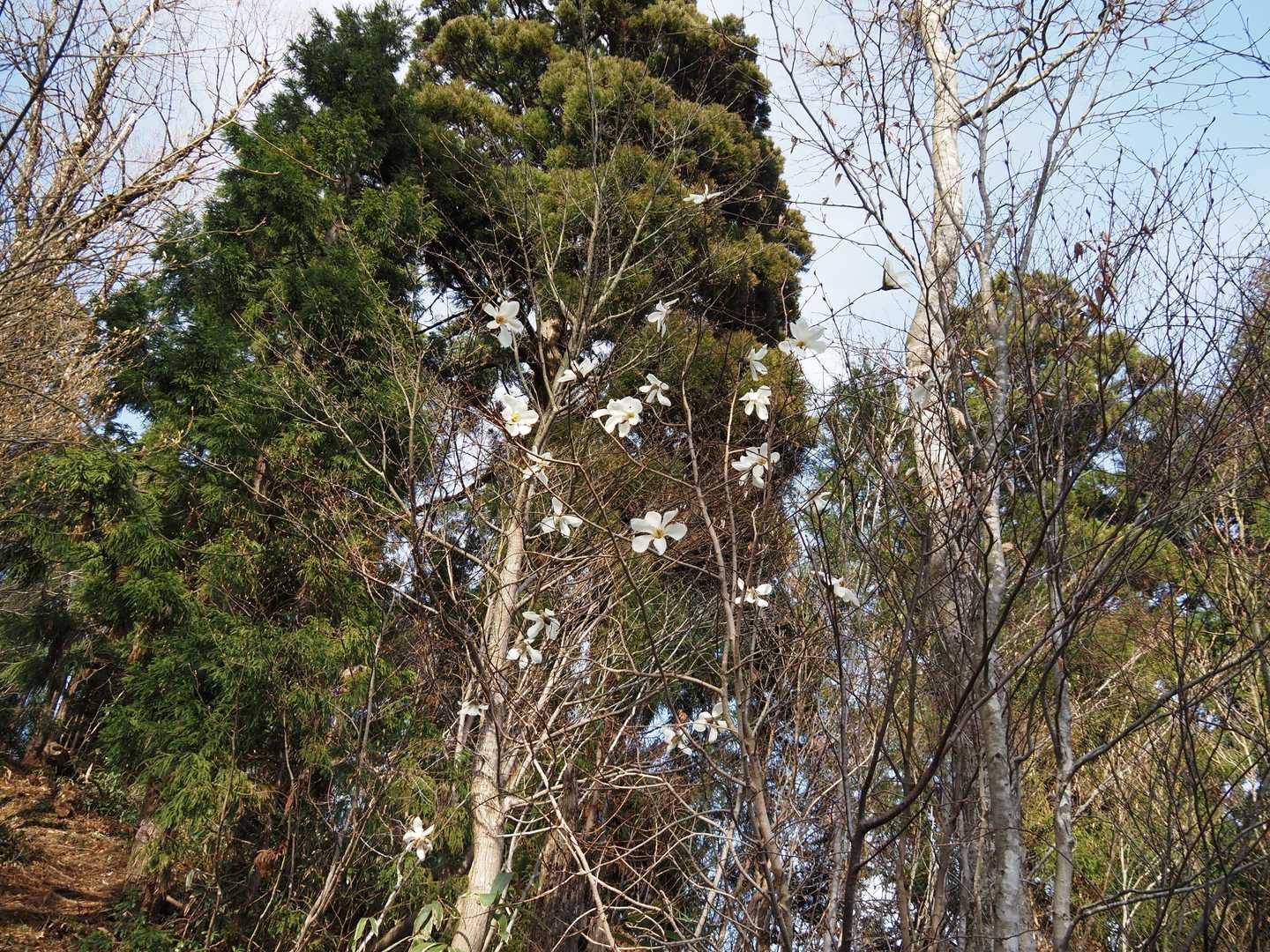 毛無山-白馬山-俣野越-金ヶ谷山 周回コースの写真