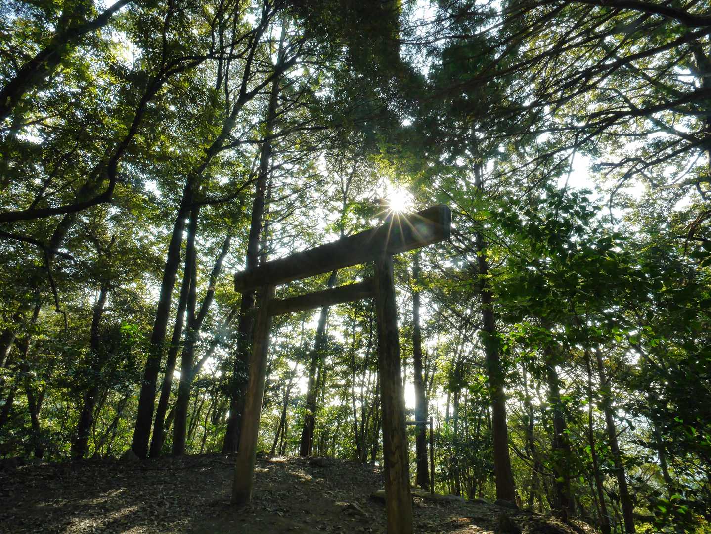登り切ったところの鳥居！眩しい✨