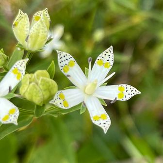 さとみのDie Natur