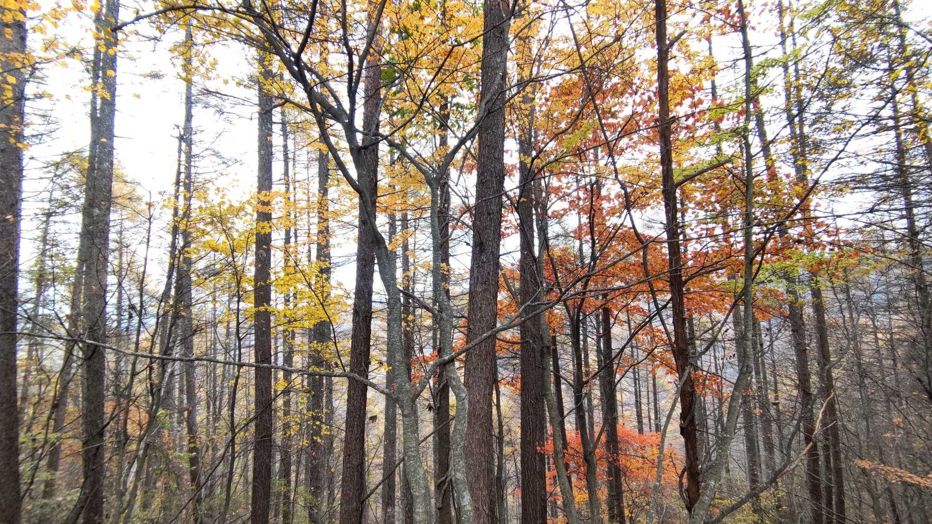 日差しはないけど朝より少し明るくなり、木々の紅葉が目に入ってきました🍁