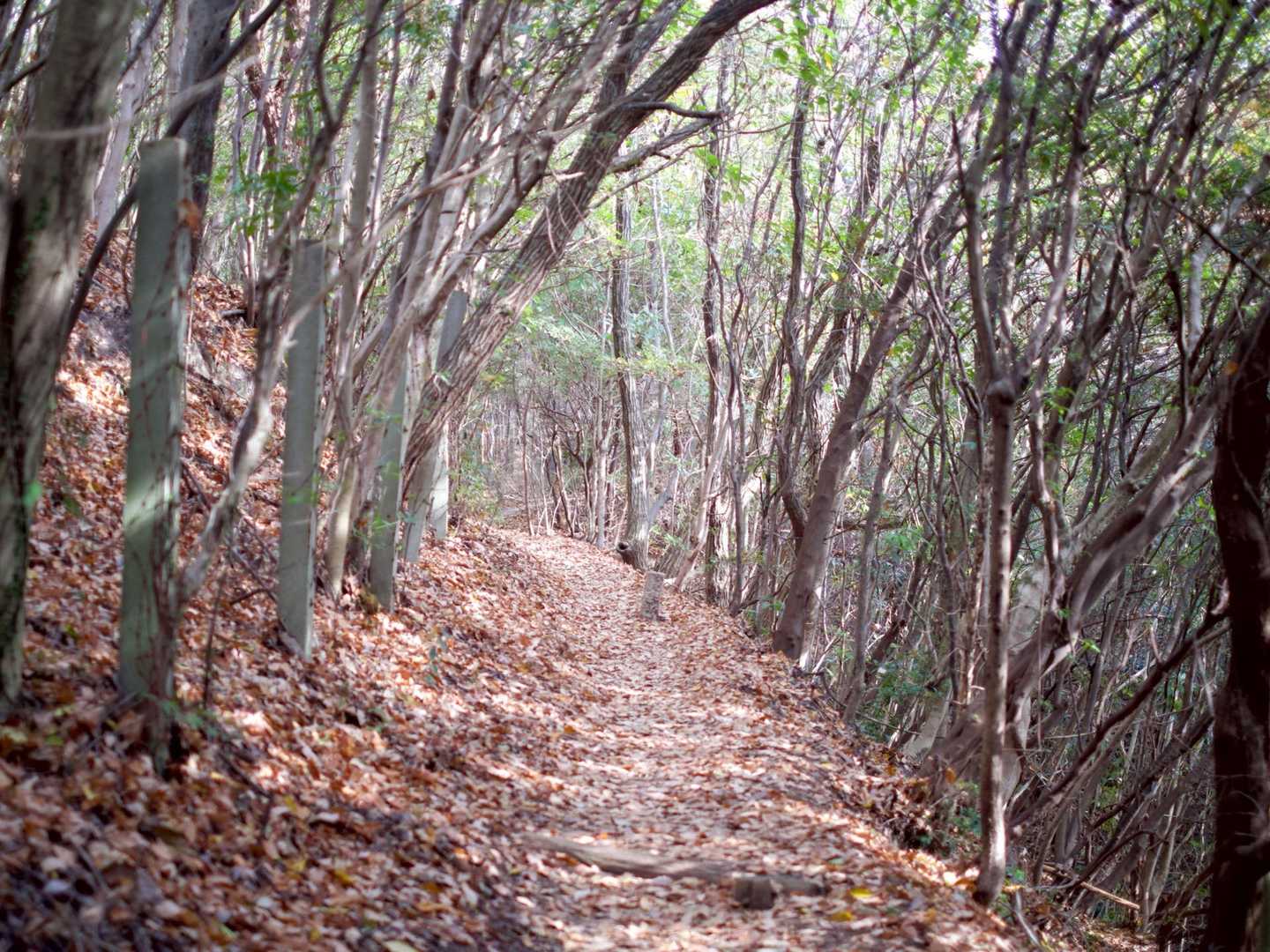 木漏れ日の山道。気持ちよすぎます。