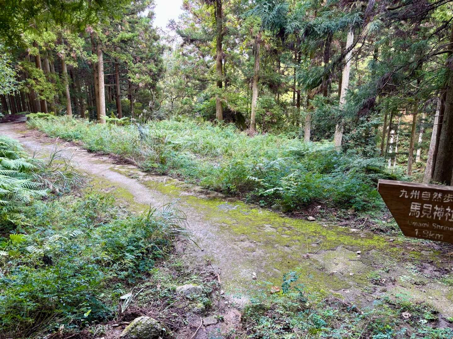 あとは舗装された道を歩き、駐車場へ戻る
思ったより早く下山できたのでゆっくり温泉に浸かるんだい！
