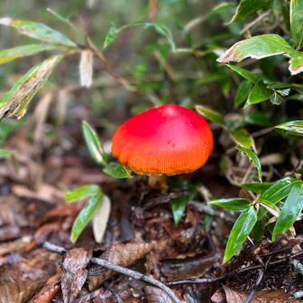 毒なんだろうとわかってても綺麗なキノコ🍄