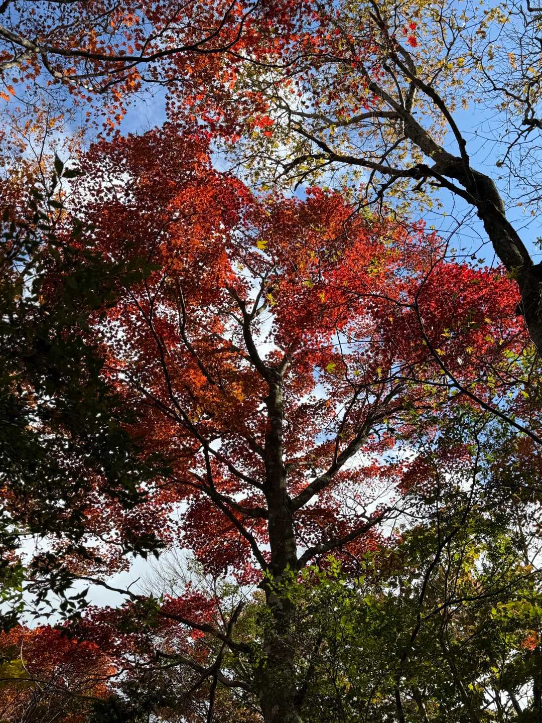 1番の紅葉🍁だけど、写真がイマイチ😝