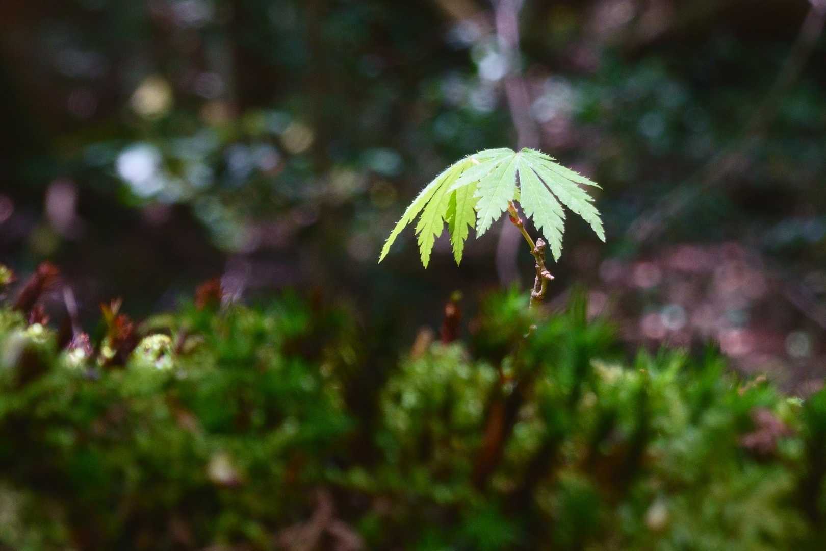 富士風穴-大室山-神座風穴附蒲鉾穴-大室洞穴 縦走コースの写真