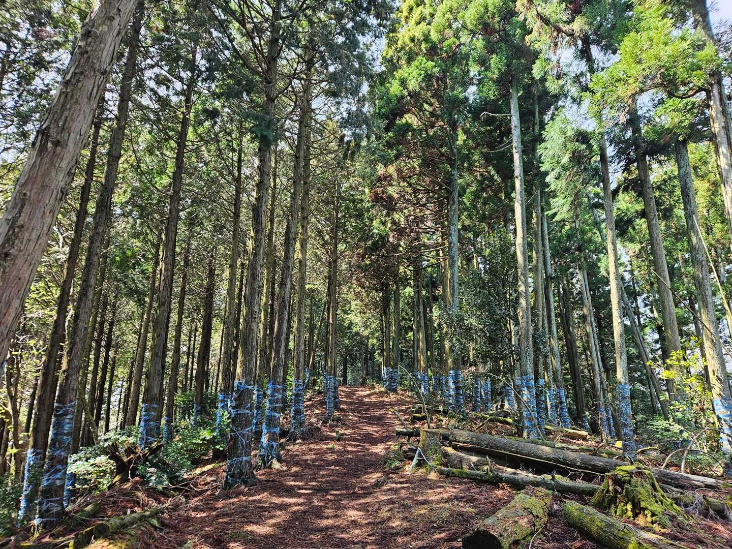 【フラット登山】滋賀・賤ヶ岳と余呉湖の写真