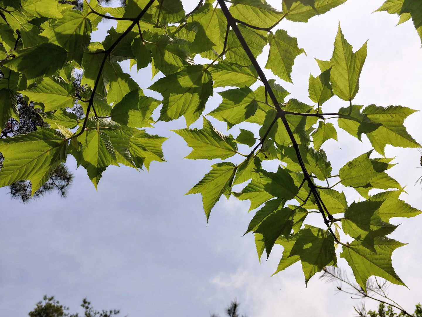 ウリハダカエデ🍁