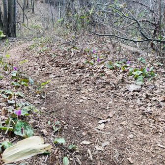 道の両側に咲き始めのカタクリ