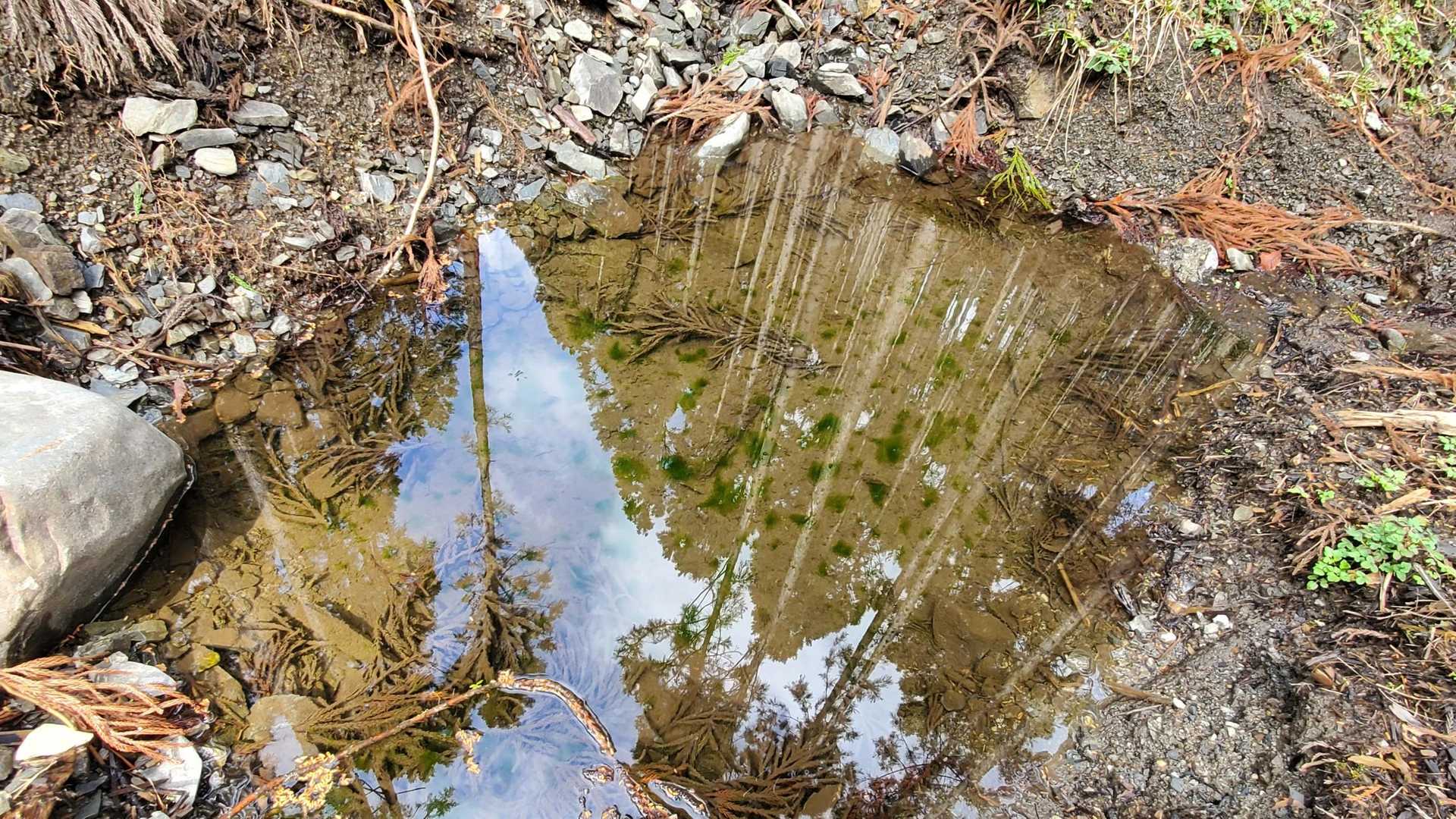水溜まりに映る空と杉