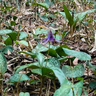 カタクリも先出してました