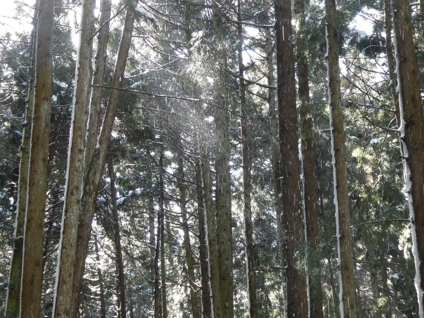 雪が解けて雫がボタボタ💧💧💧
陽がさしてキラキラ✨✨