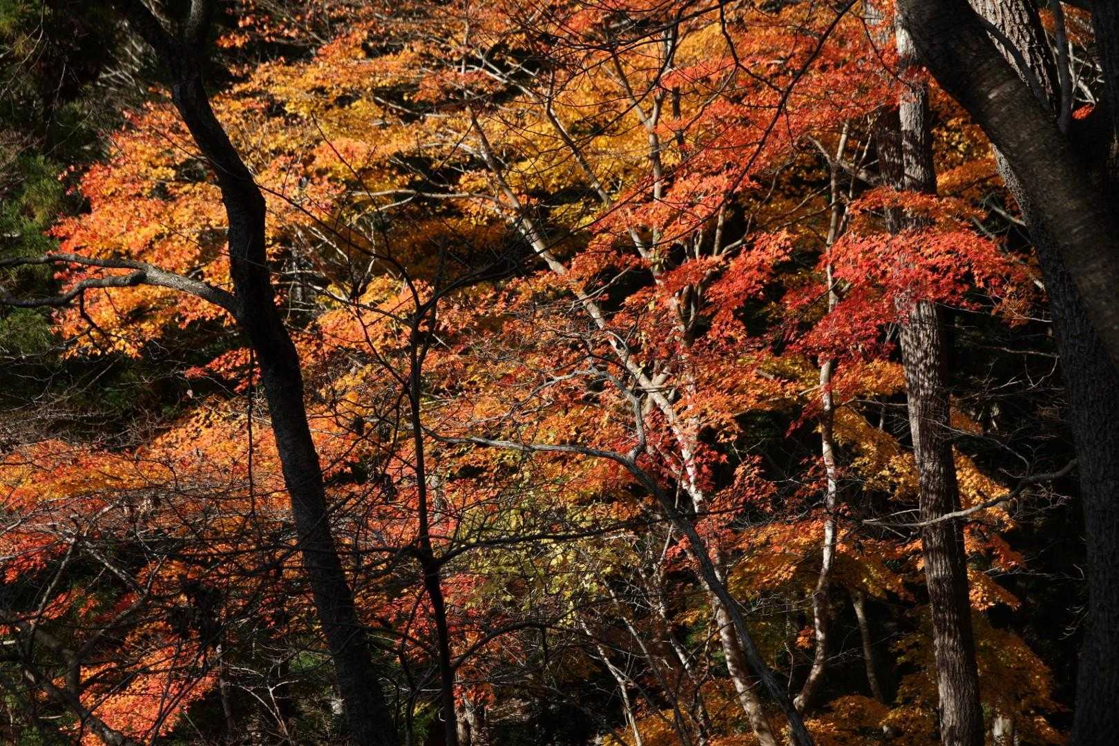 石投山 周回コースの写真