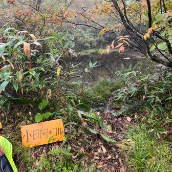 ここまで降りてきた。下山は雨とガスで景色は単調、レインも着ていて蒸す。そして蛇紋岩で滑る。みんな無言で降りていく。なかなか修行な感じでした。