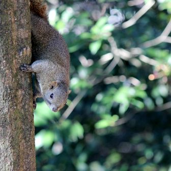 って
台湾リスに癒される🥳