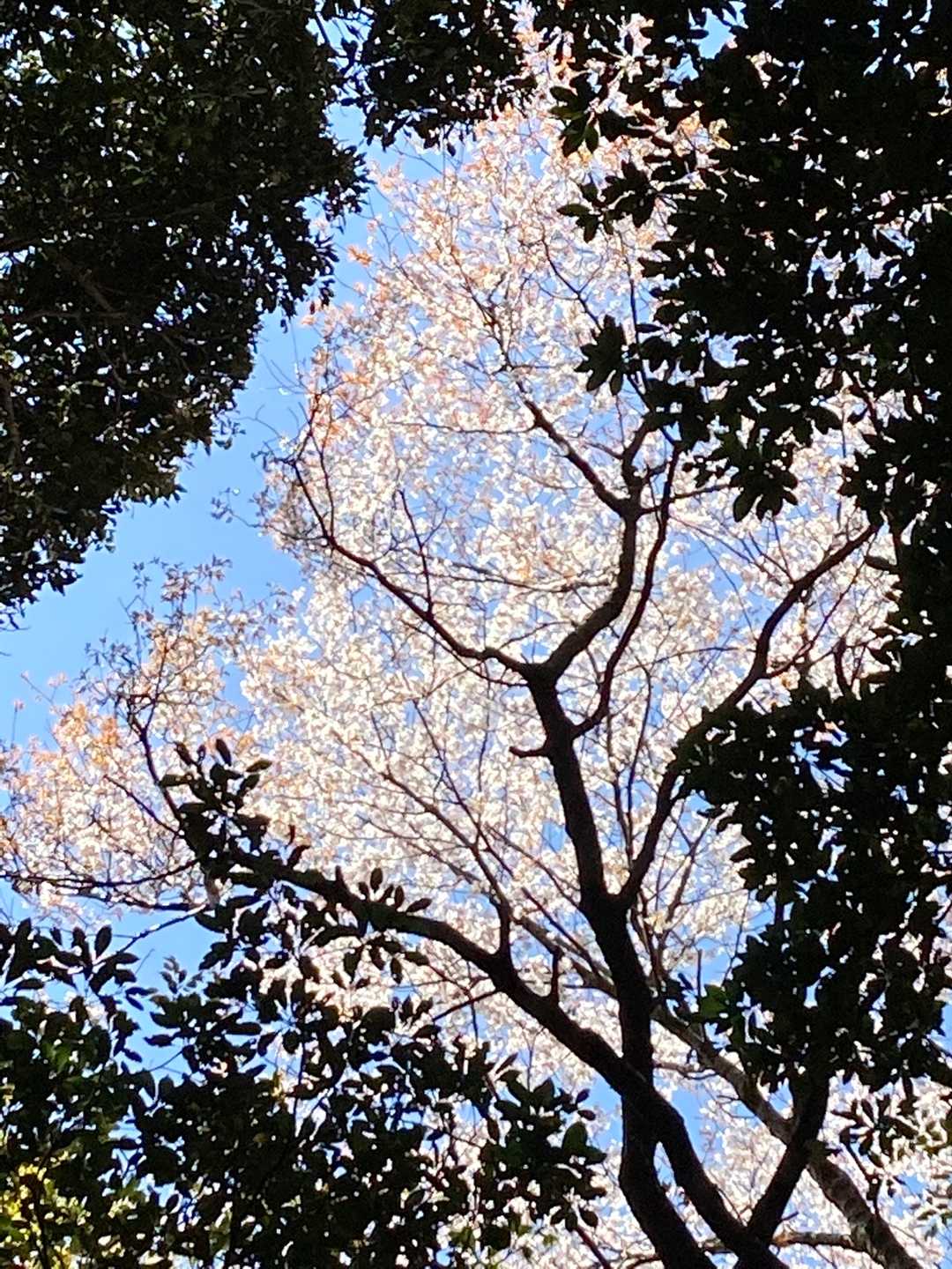 山道に桜の花びらが落ちてるなぁと上を見上げると綺麗な桜🌸咲いてました😊