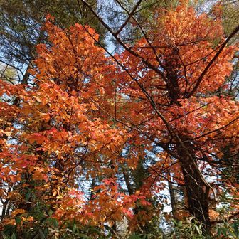 桜の葉がきれい！