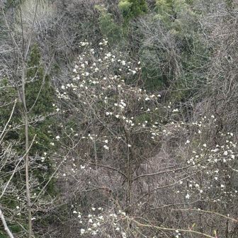 タムシバかコブシ