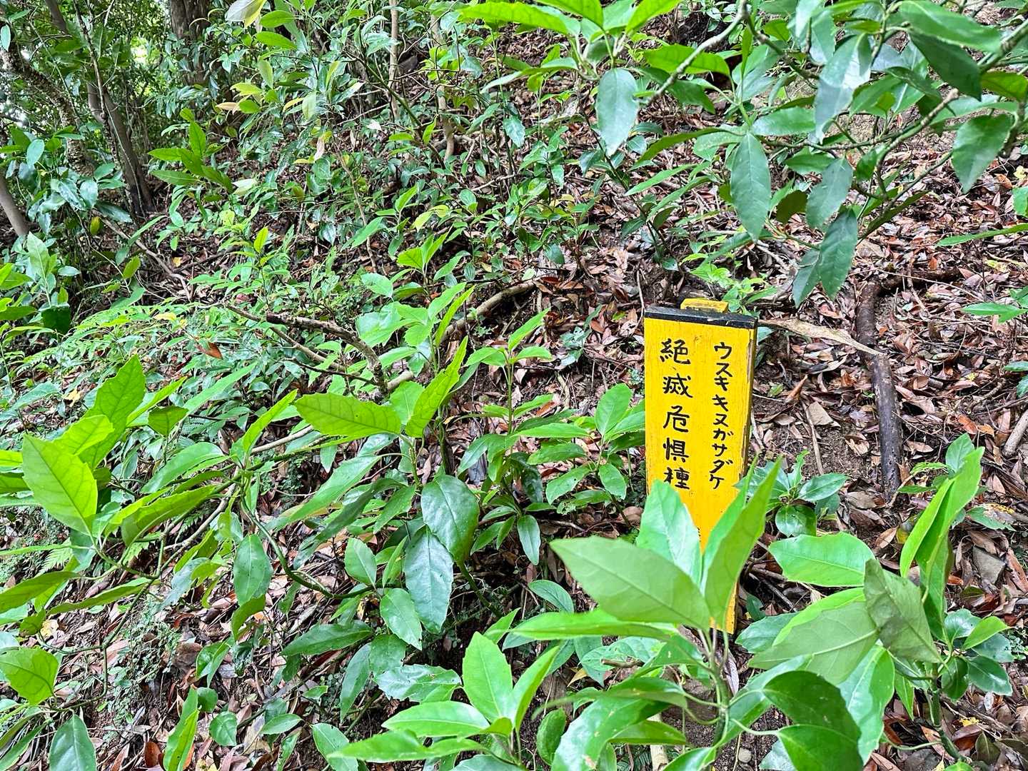 群生地にはご不在のようです🍄