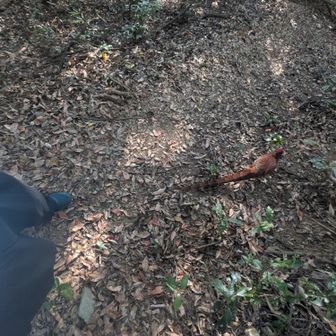 と思ったら帰りに待ち伏せしてやがった❗
私はルートを歩いてるのに、ドリーはショートカットでズルして前に入って来る

その気なら競争だっ👊