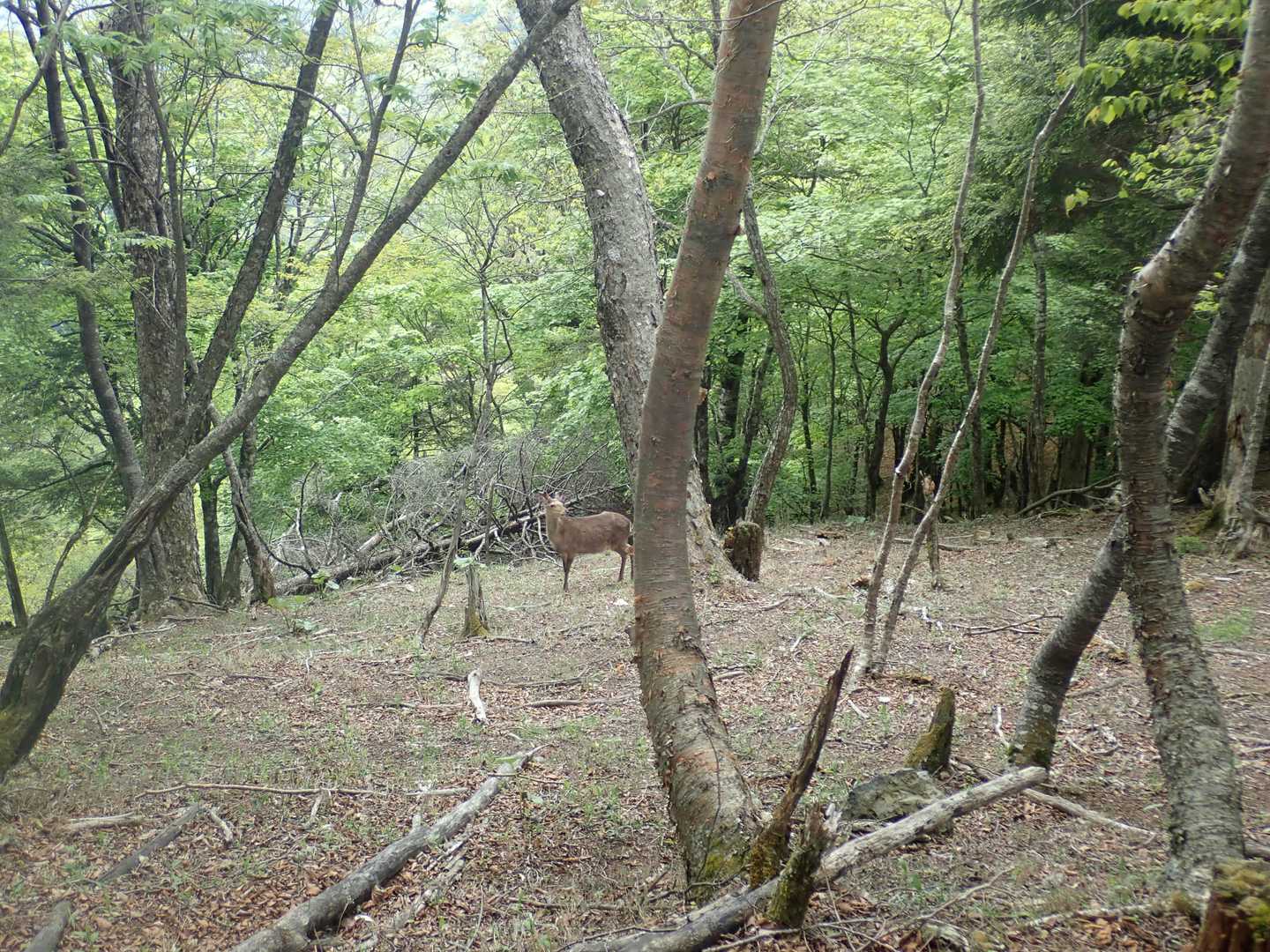 鹿発見。