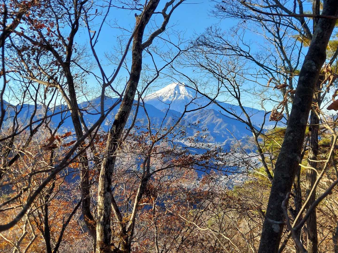 冬は葉がなく富士山見通せて良いですね☺️