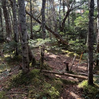 みなさんここで山荘へ引き返すそう🥲　
ここから一人旅