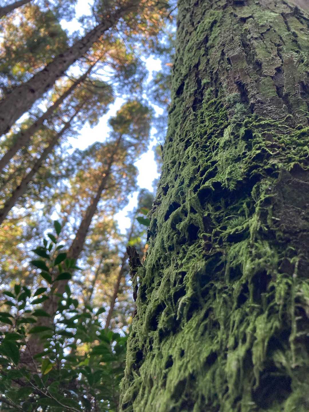 ✨🌲