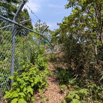 バラ線の柵が倒れてます。
急登下るか進むか悩んだ末、進みます。
あと二か所倒れてました