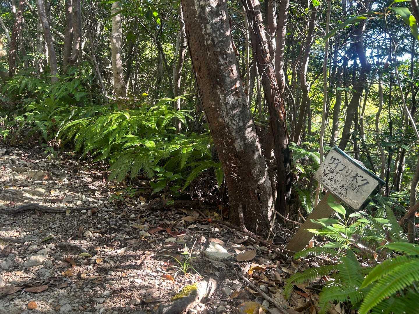 いろんな山に植物の名前を記した標識があるけど、覚えられたことがない
