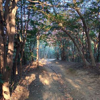 ようやく登山らしい道に