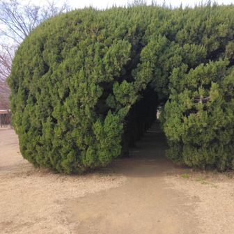 木のトンネル　外