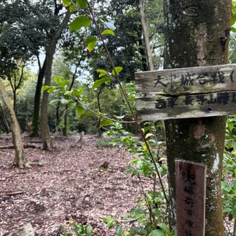 くだりも歩きで全く疲れないので、兜山山頂に寄ってみる