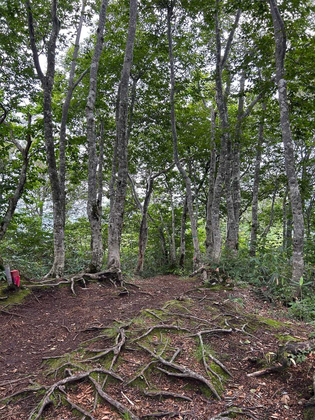 下山しています。登りは暑さで疲弊して雰囲気を感じる余裕がありませんでしたが、下りでは心地良いブナの道を堪能できました。