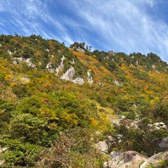 天狗尾根の針葉樹と秋の彩り