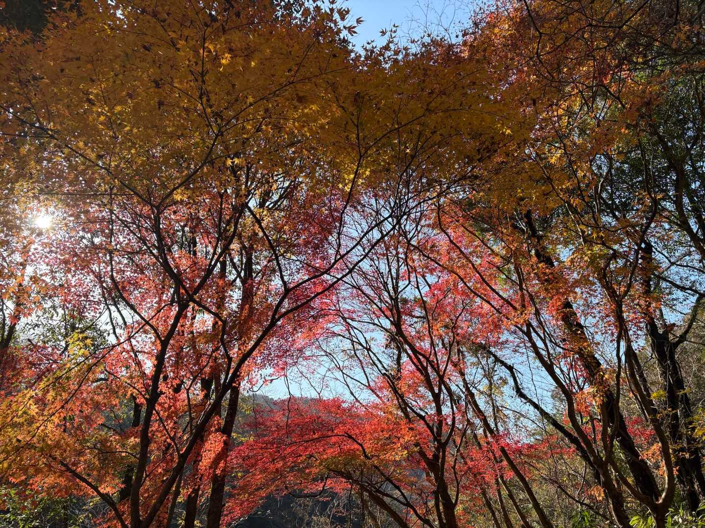 三葉峠-明山 往復コースの写真