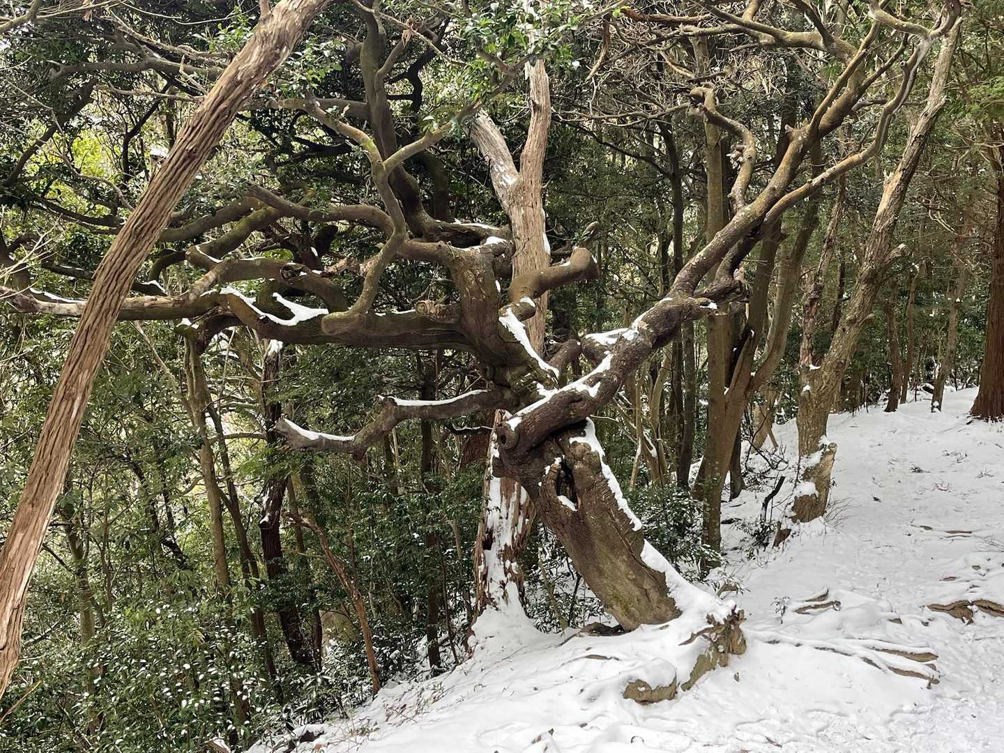ねじねじの木は今日もねじねじ〜