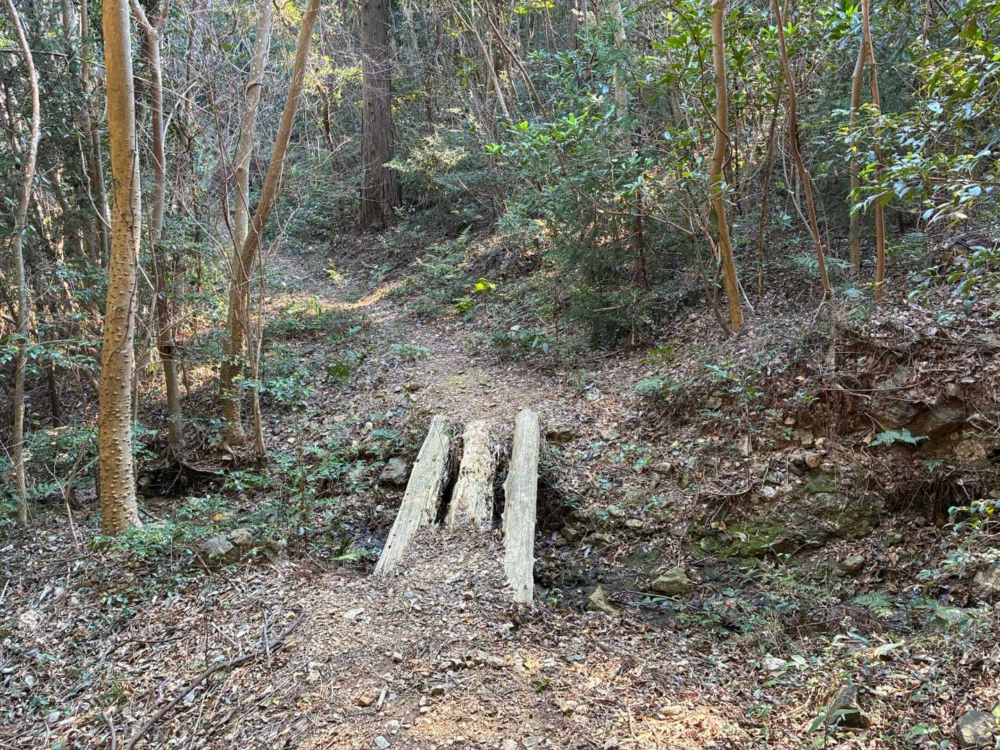 西山-猿田山 往復コースの写真