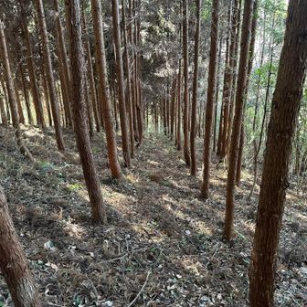 杉の木がどーぞと道を作ってる