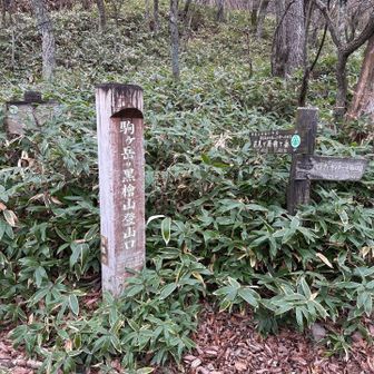 車道に出てきた
