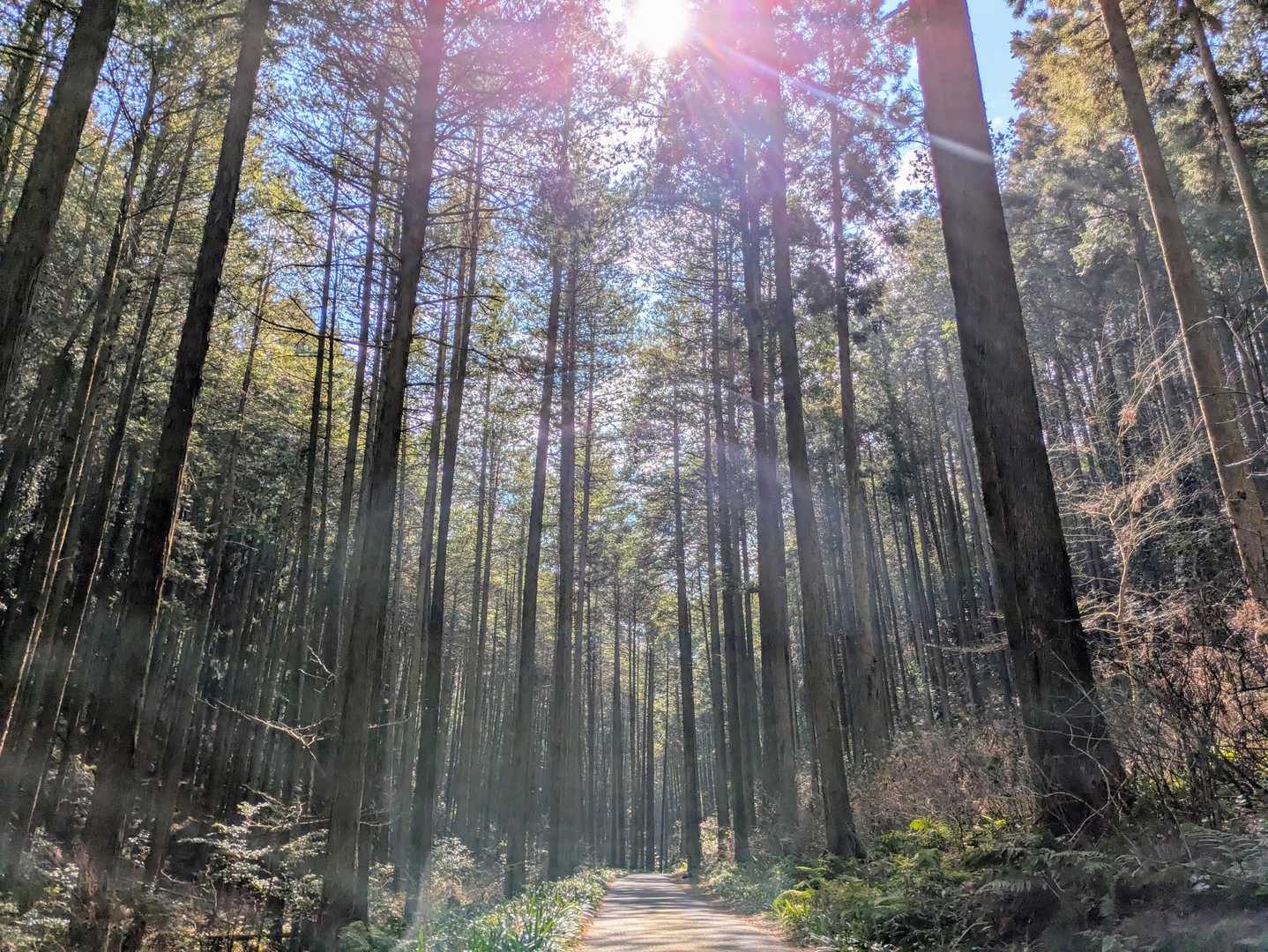 陽射しがきれい…🌲だけどこれ、花粉ですね…😱