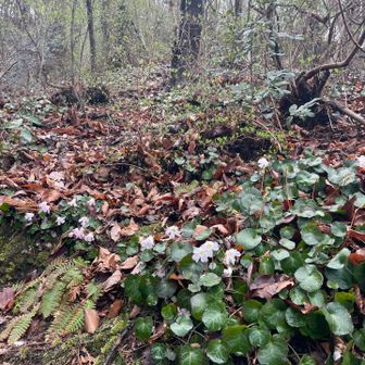イワウチワがたくさん。そこにもあそこにも。