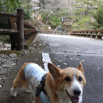急坂を一気に下って万年橋に到着👍
おつかれ山🐶💞
