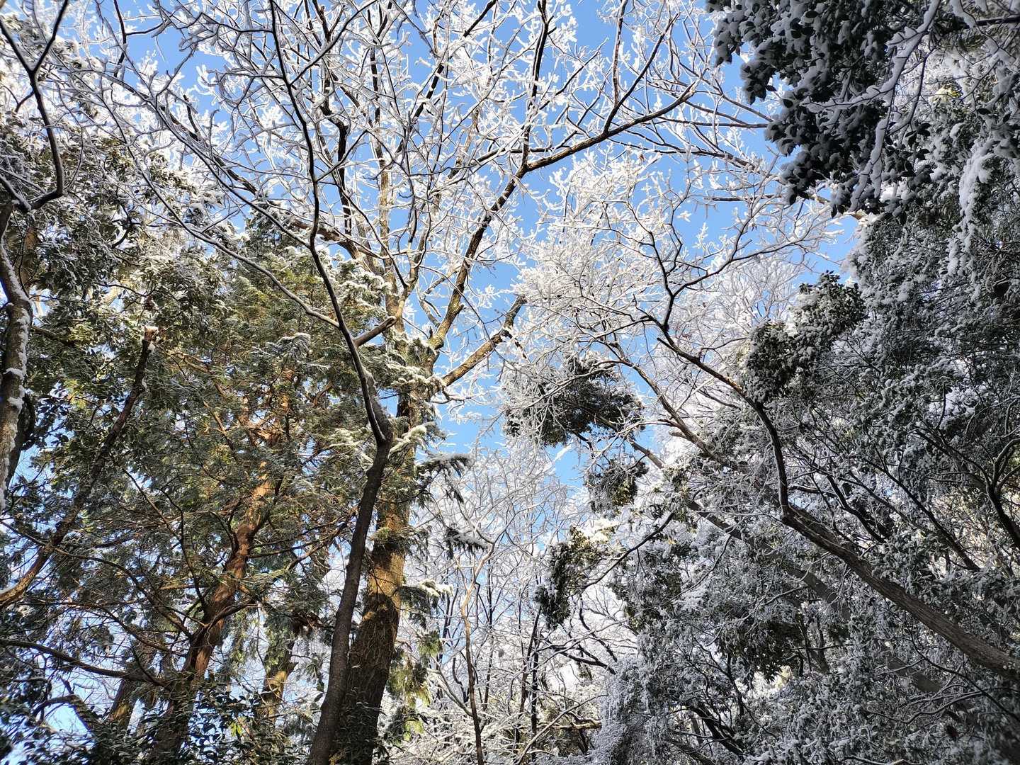 九十九折から
木に積もった雪が、風で落ちてきて頭直撃！