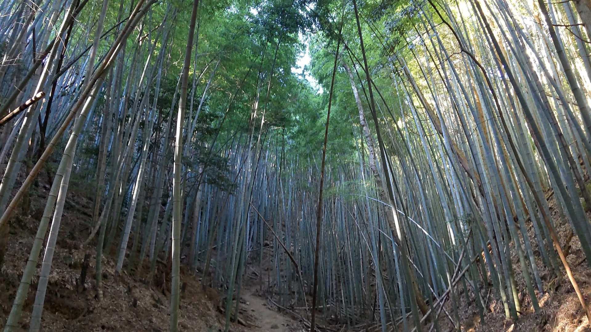 大好きな竹やぶ✨
