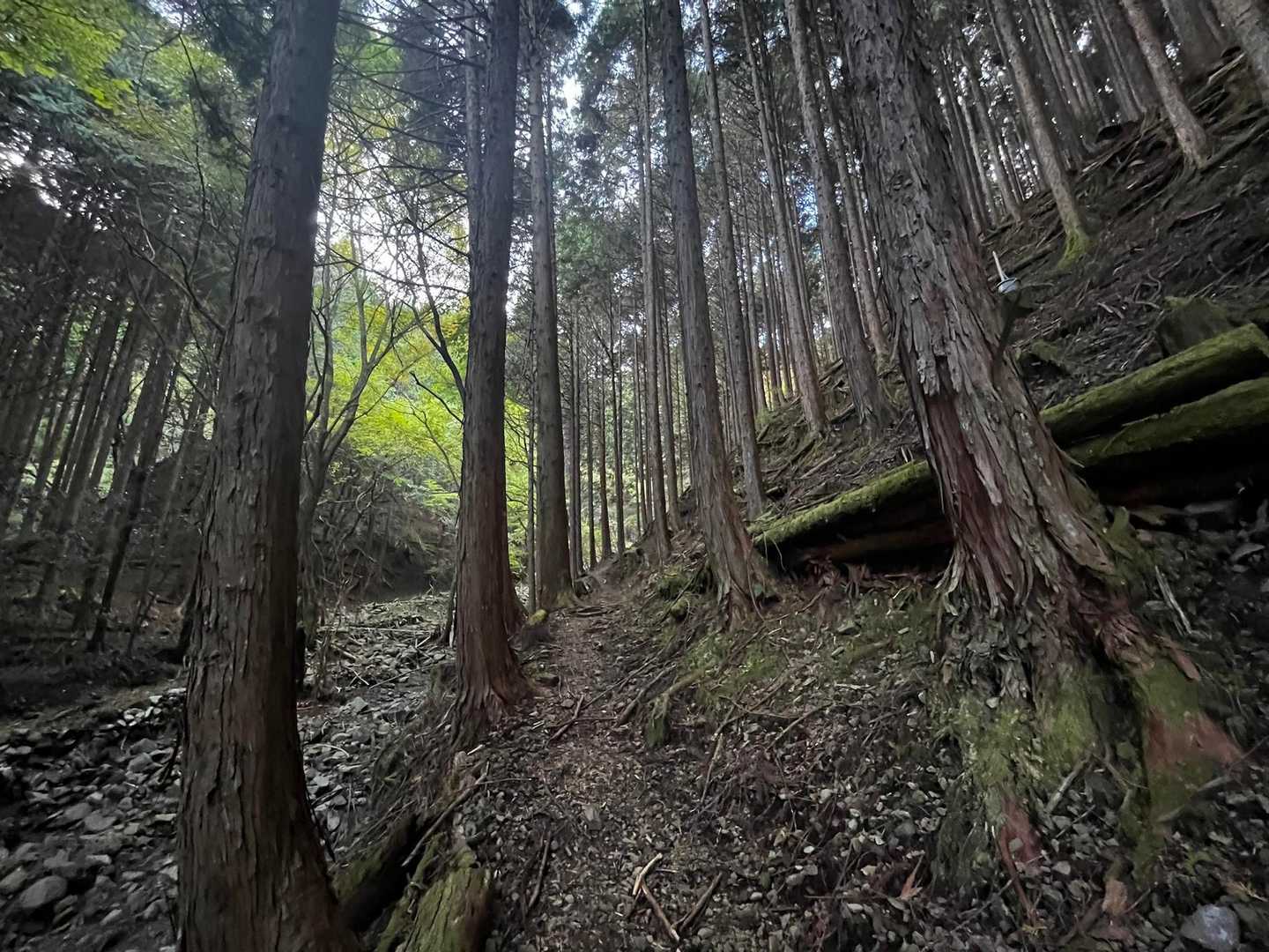 沢沿いの樹林帯🌲から