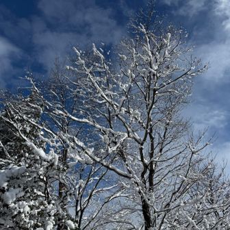 青空に雪が映える〜✨